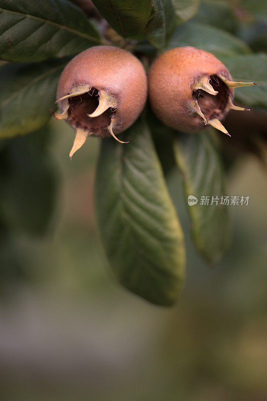 秋树上的枸杞果(Mespilus Germanica)